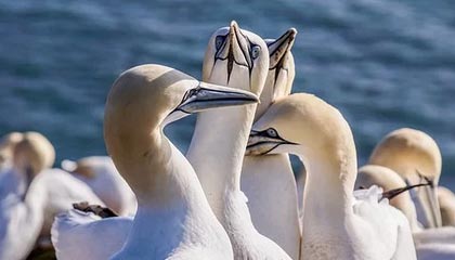 还是差点！张玉宁禁区弧顶远射中柱弹出，河南队逃过一劫