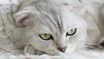 华体会入口：开启全新体育娱乐的一站式门槛